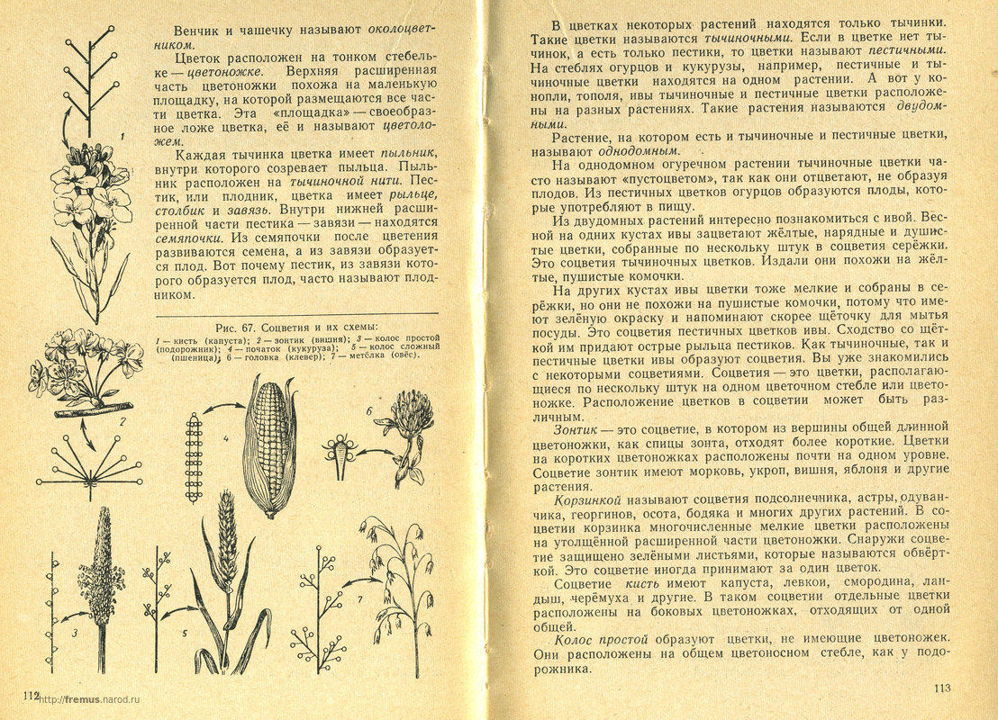 FREMUS: Ботаника. Учебник для 5-6 классов восьмилетней школы (пробный ...