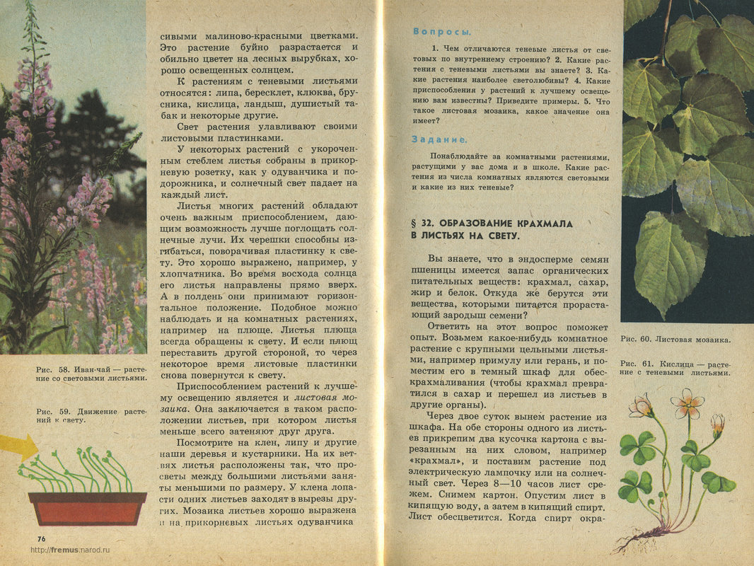 FREMUS: Ботаника. Учебник для 5-6 классов средней школы. В.А.Корчагина ...